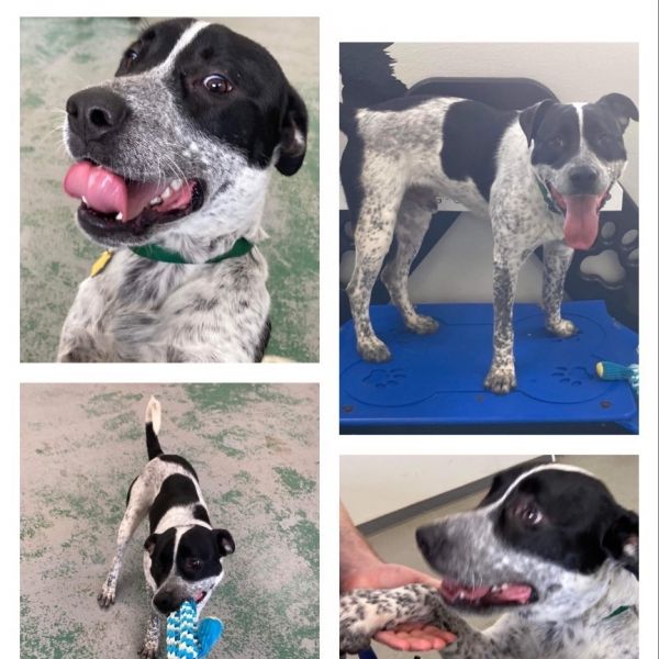 Clifford- TX size heart and smile