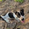 Clifford- TX size heart and smile