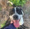 Clifford- TX size heart and smile