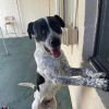 Clifford- TX size heart and smile