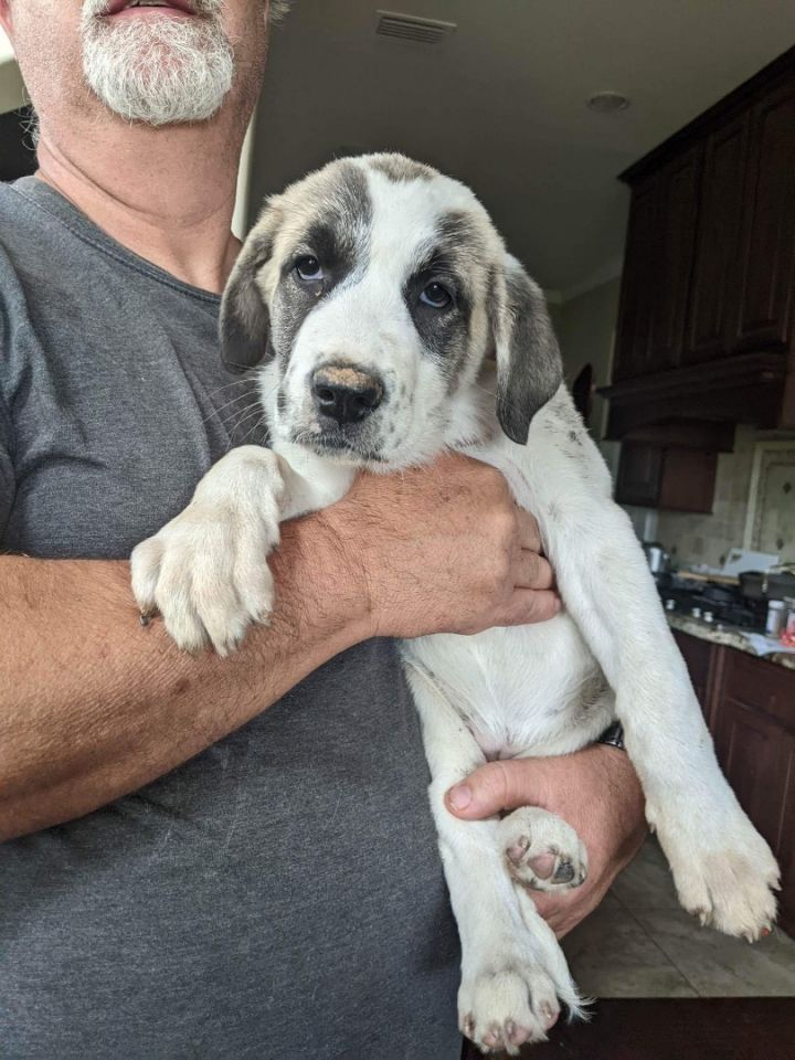 Pisces (EVENT SATURDAY- Pet Supplies Plus 1-3-  5348 Dixie Hwy Waterford, MI 48329, an adoptable Great Pyrenees & Golden Retriever Mix in White Lake, MI_image-1