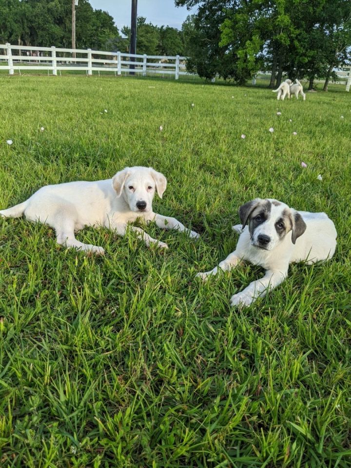 Pisces (EVENT SATURDAY- Pet Supplies Plus 1-3-  5348 Dixie Hwy Waterford, MI 48329 3