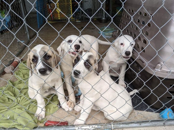 Pisces (EVENT SATURDAY- Pet Supplies Plus 1-3-  5348 Dixie Hwy Waterford, MI 48329, an adoptable Great Pyrenees & Golden Retriever Mix in White Lake, MI_image-4