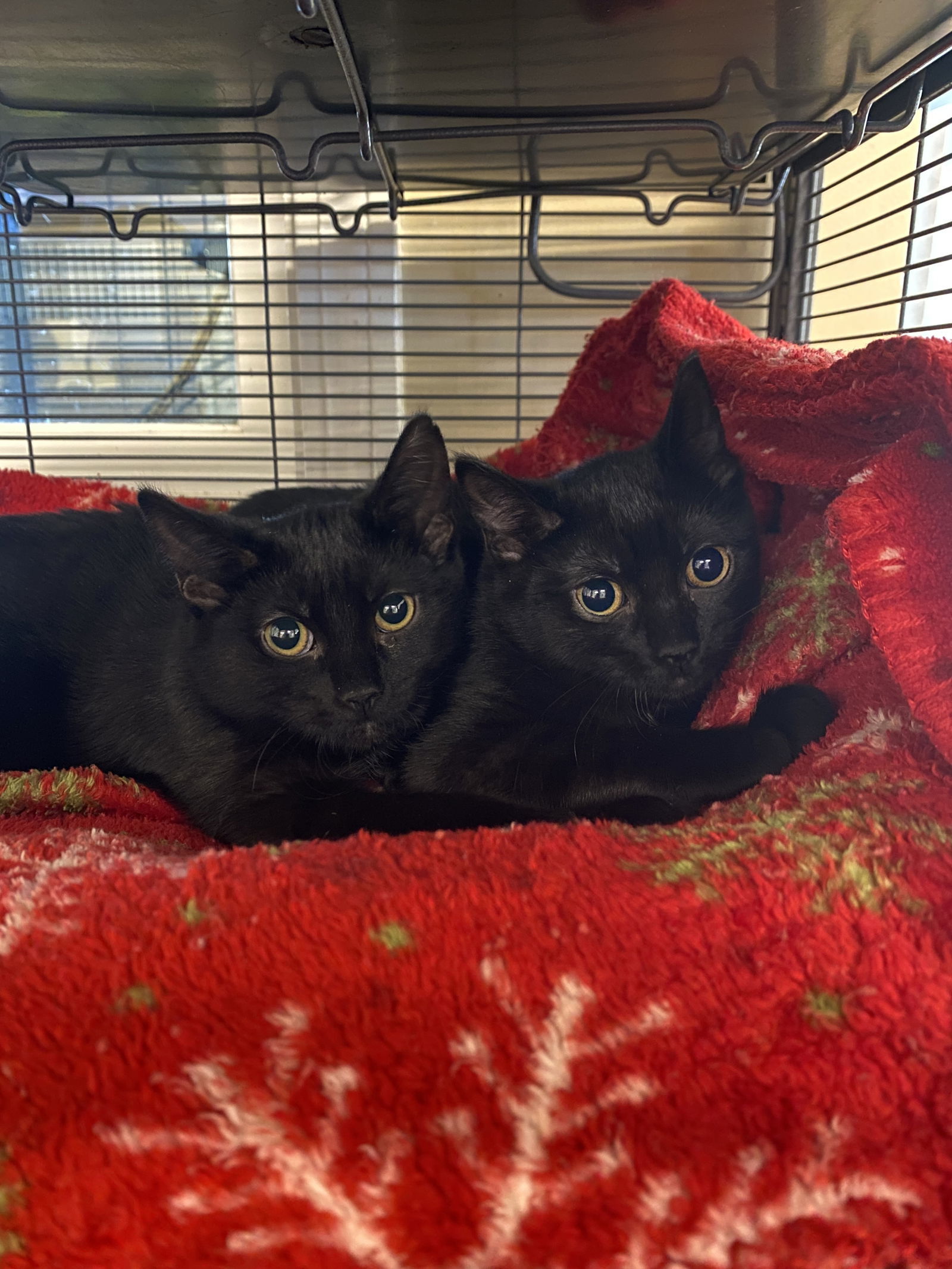 Twilight, an adoptable Domestic Short Hair in West Cornwall, CT, 06796 | Photo Image 1