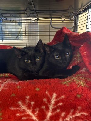 Twilight, Young Female Domestic Short Hair