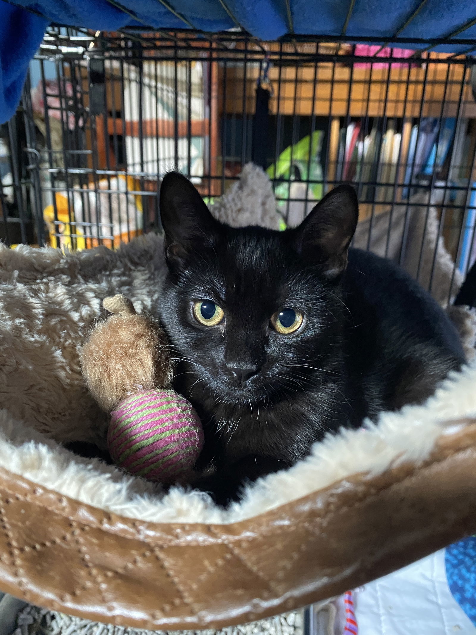 Twilight, an adoptable Domestic Short Hair in West Cornwall, CT, 06796 | Photo Image 2