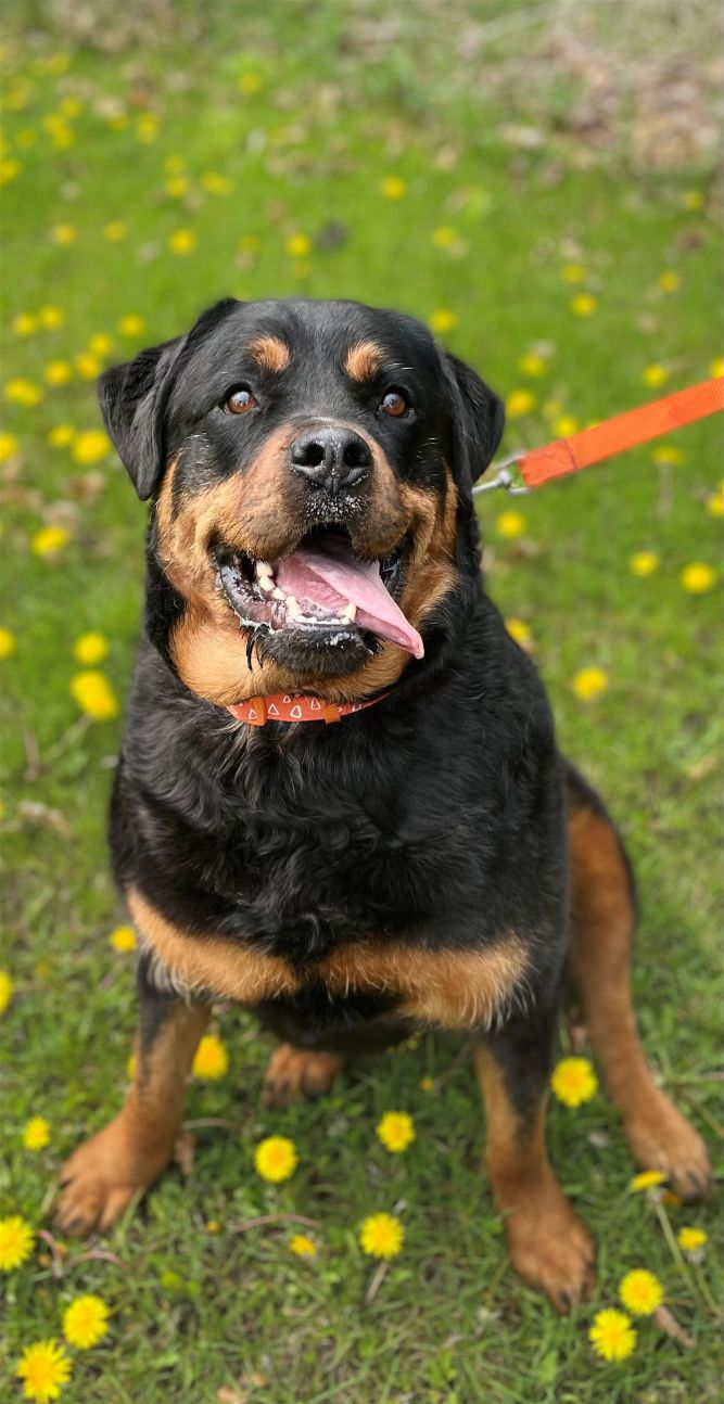 Dog for adoption - Suzie, a Rottweiler Mix in Keswick, ON | Petfinder