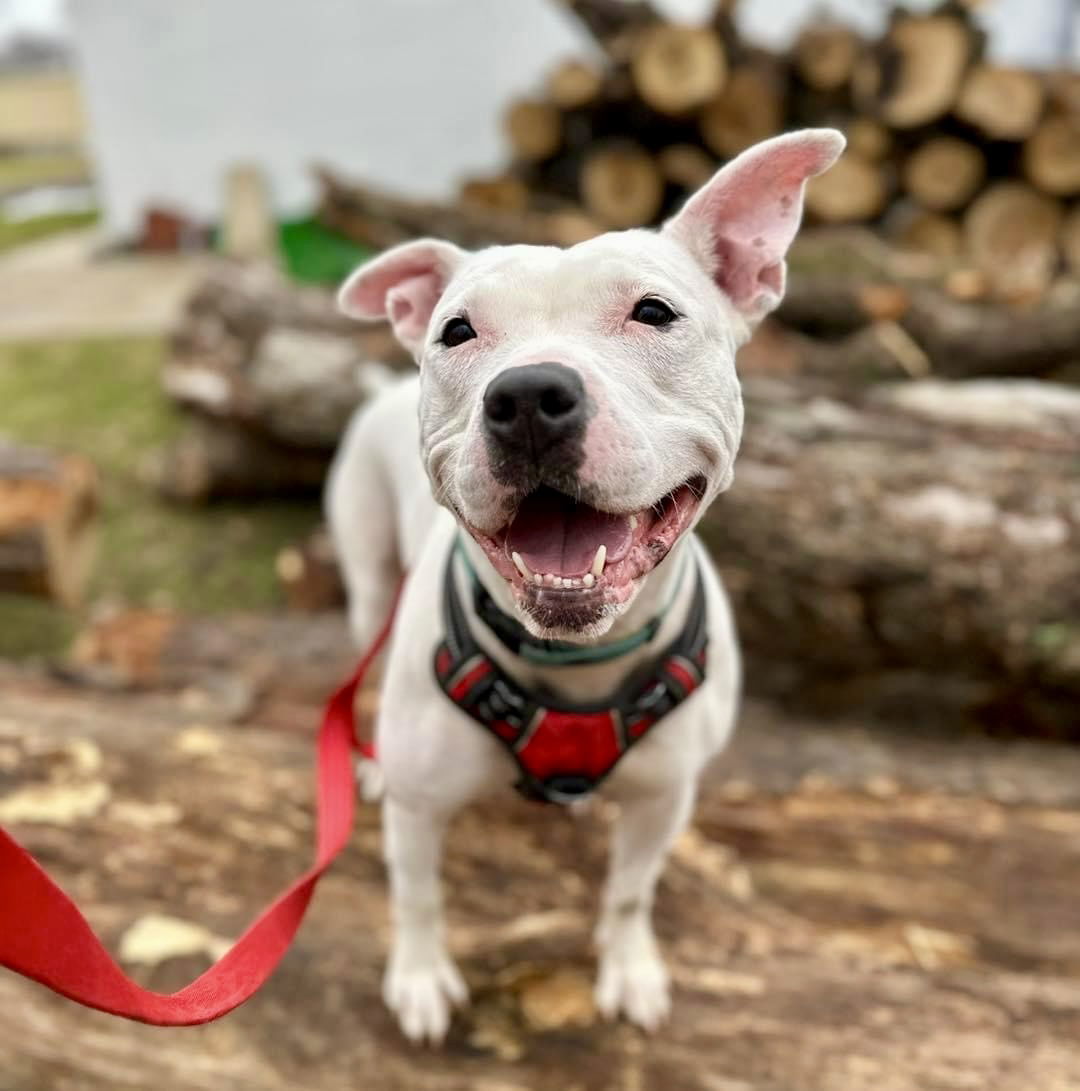 Sugar, an adoptable Pit Bull Terrier in Williamsburg, IA, 52361 | Photo Image 1