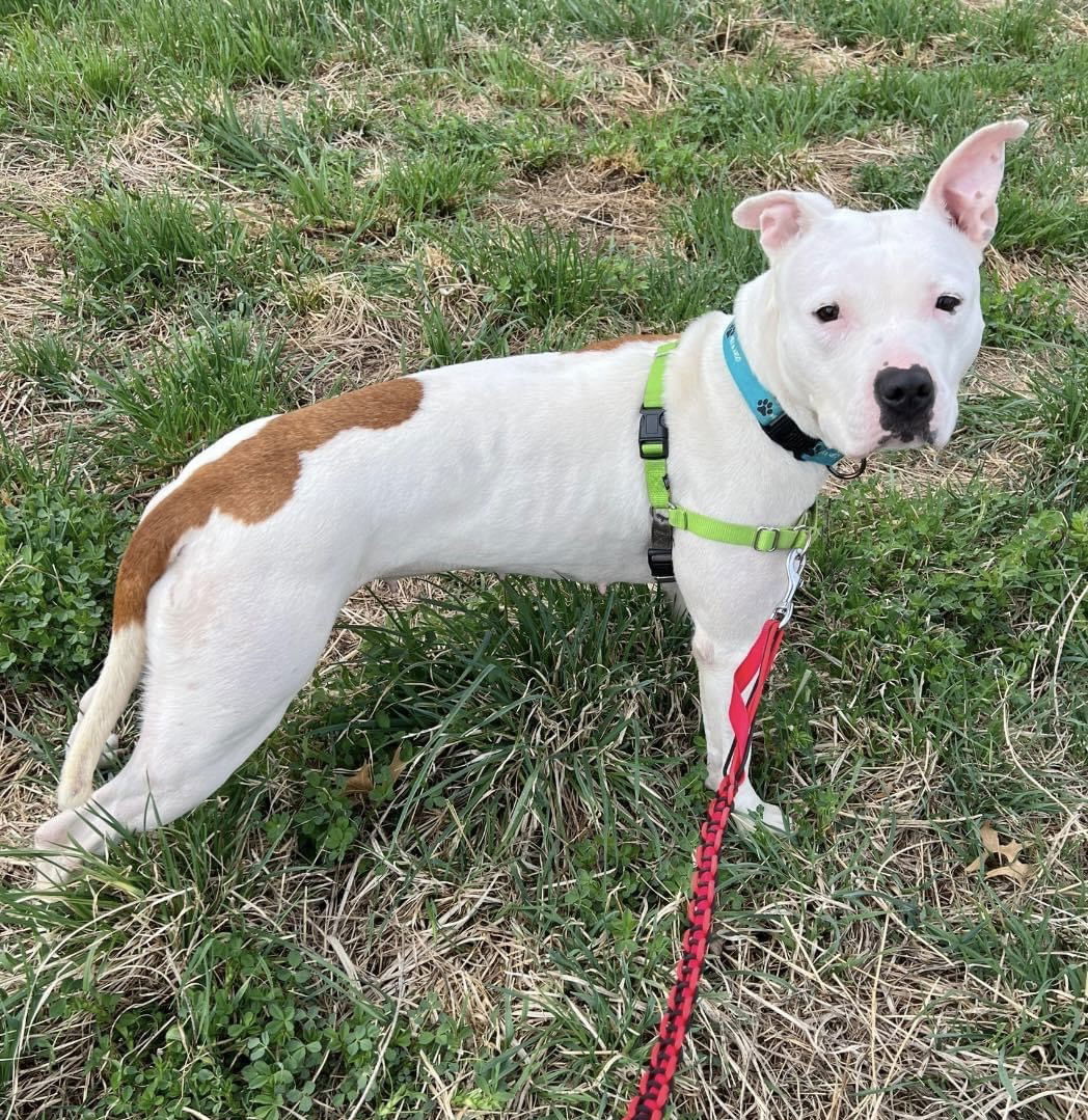 Sugar, an adoptable Pit Bull Terrier in Williamsburg, IA, 52361 | Photo Image 2