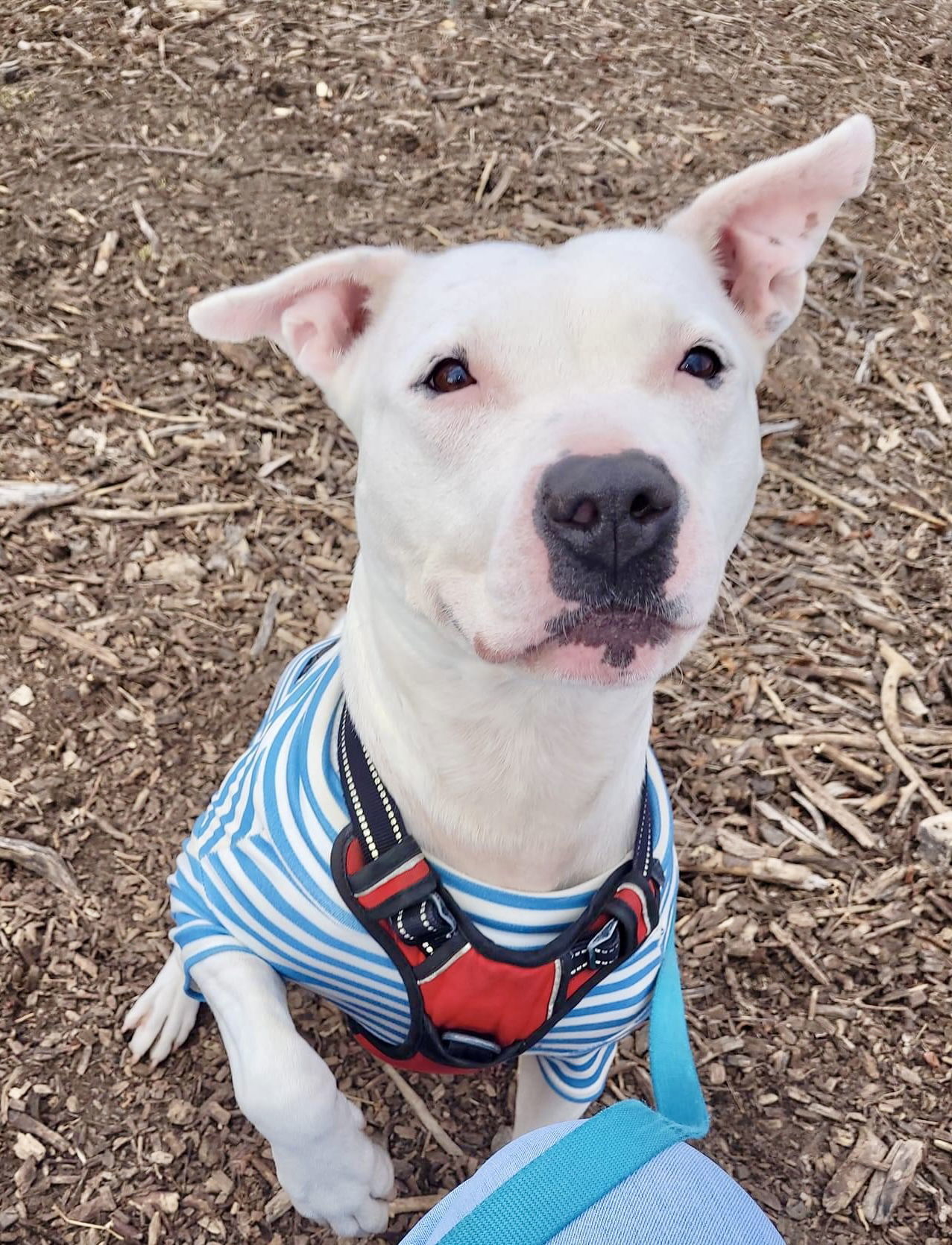 Sugar, an adoptable Pit Bull Terrier in Williamsburg, IA, 52361 | Photo Image 3