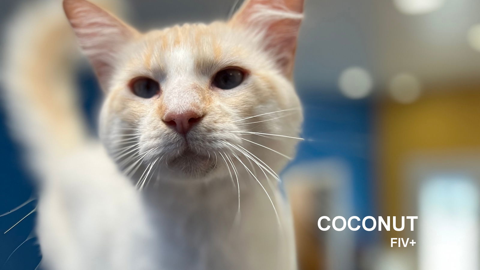 Coconut, an adoptable Siamese in Santa Rosa, CA, 95404 | Photo Image 1