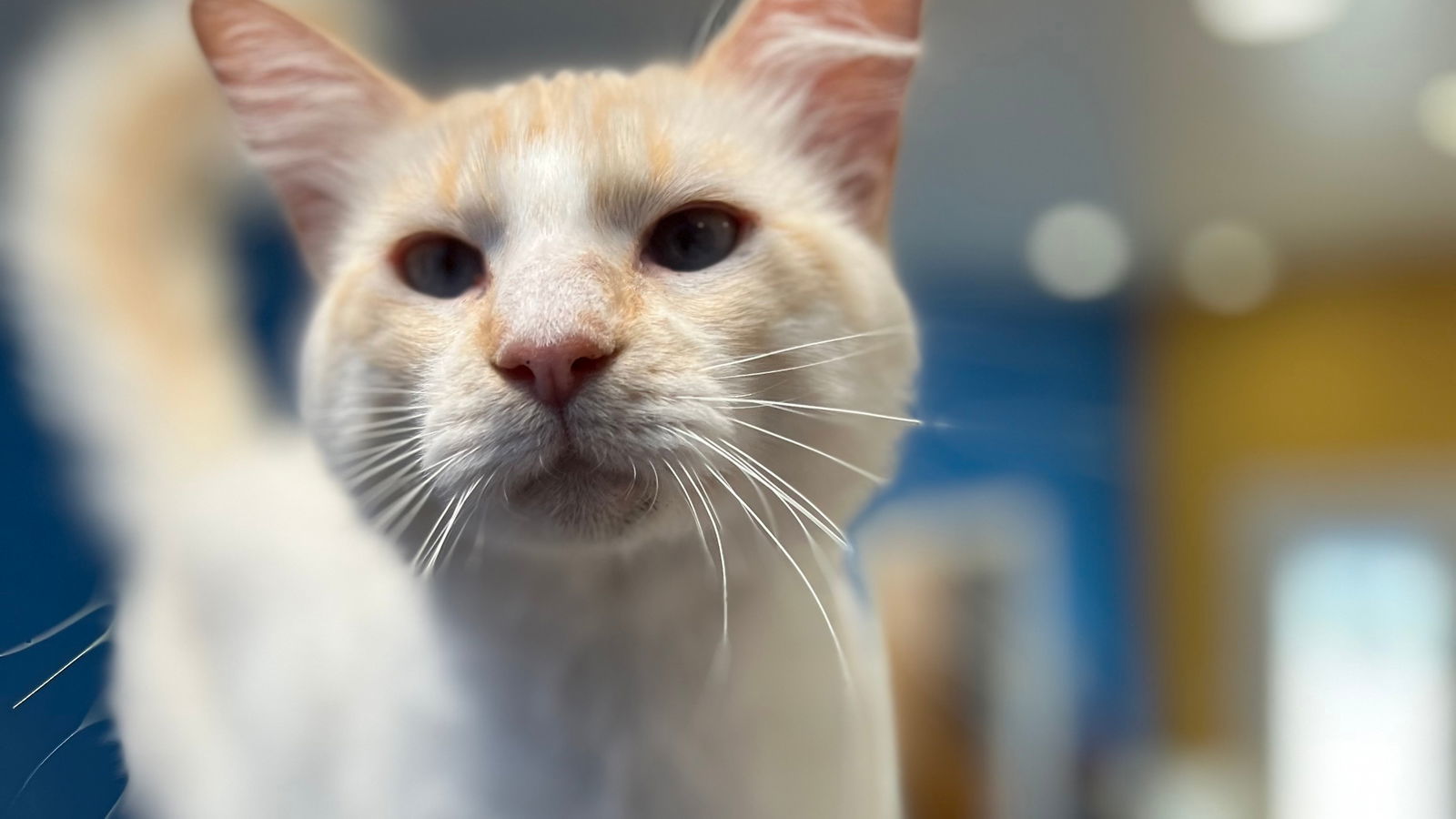 Coconut, an adoptable Siamese in Santa Rosa, CA, 95404 | Photo Image 2