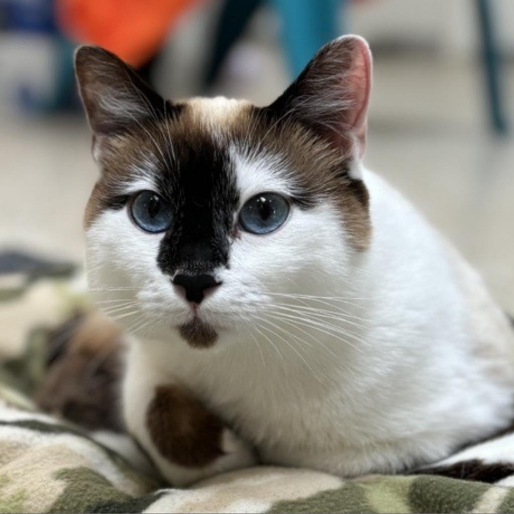 Evelyn, an adoptable Siamese, Snowshoe in Kanab, UT, 84741 | Photo Image 1