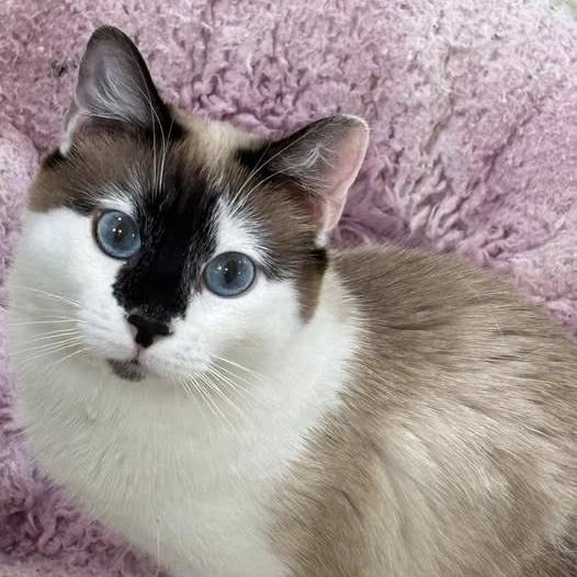 Evelyn, an adoptable Siamese, Snowshoe in Kanab, UT, 84741 | Photo Image 1