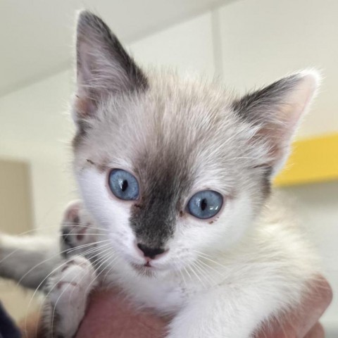 Evelyn, an adoptable Siamese, Snowshoe in Kanab, UT, 84741 | Photo Image 2