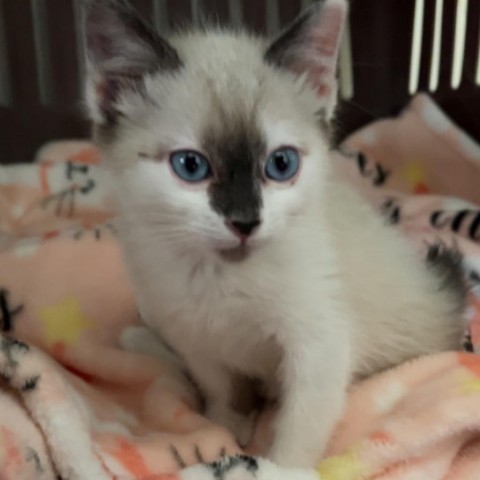 Evelyn, an adoptable Siamese, Snowshoe in Kanab, UT, 84741 | Photo Image 3