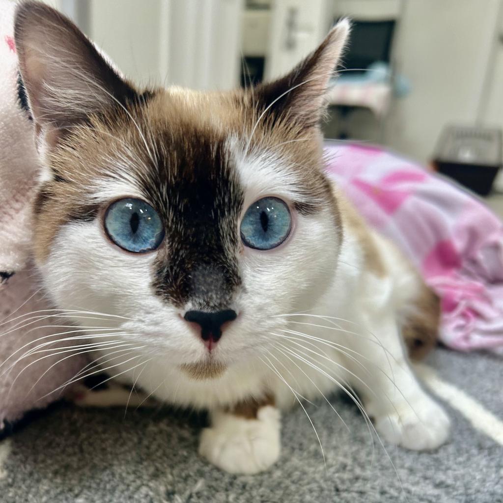 Evelyn, an adoptable Siamese, Snowshoe in Kanab, UT, 84741 | Photo Image 3