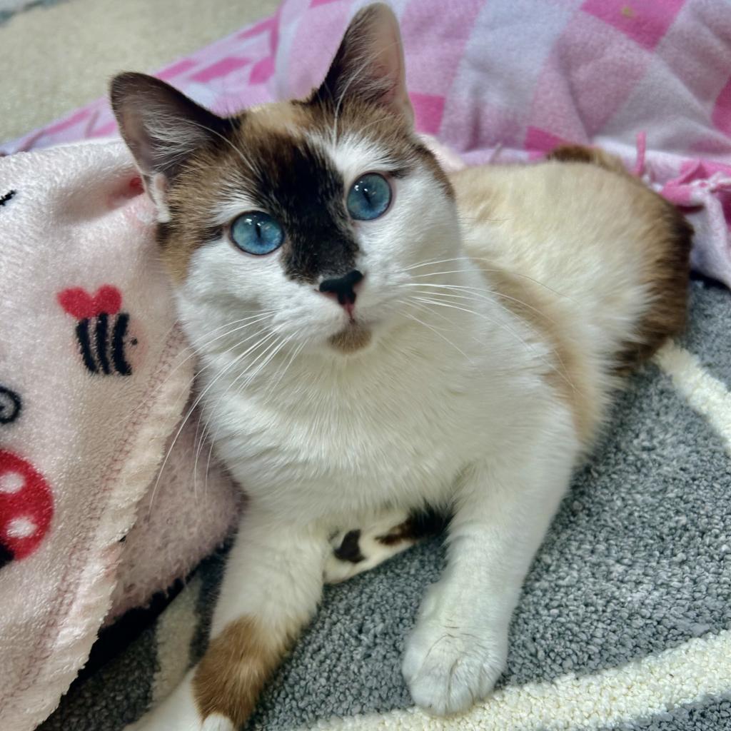 Evelyn, an adoptable Siamese, Snowshoe in Kanab, UT, 84741 | Photo Image 3