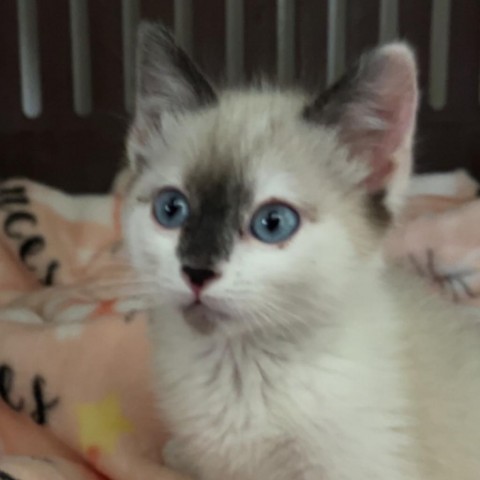 Evelyn, an adoptable Siamese, Snowshoe in Kanab, UT, 84741 | Photo Image 4