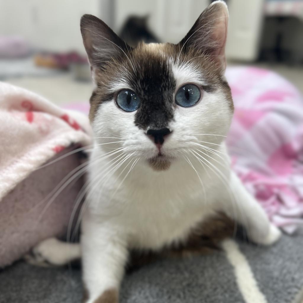 Evelyn, an adoptable Siamese, Snowshoe in Kanab, UT, 84741 | Photo Image 4