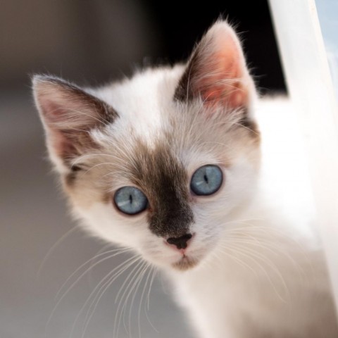 Evelyn, an adoptable Siamese, Snowshoe in Kanab, UT, 84741 | Photo Image 5