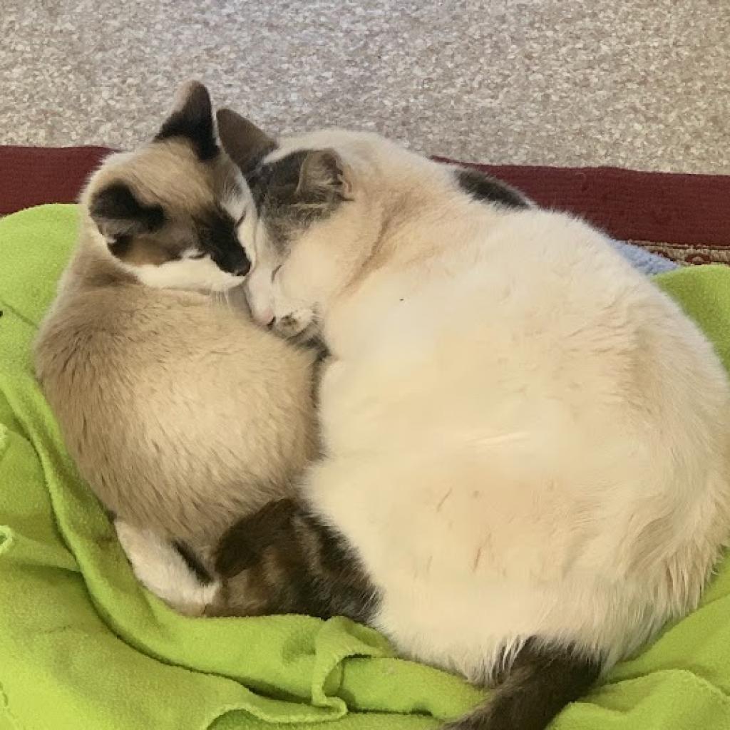 Evelyn, an adoptable Siamese, Snowshoe in Kanab, UT, 84741 | Photo Image 6