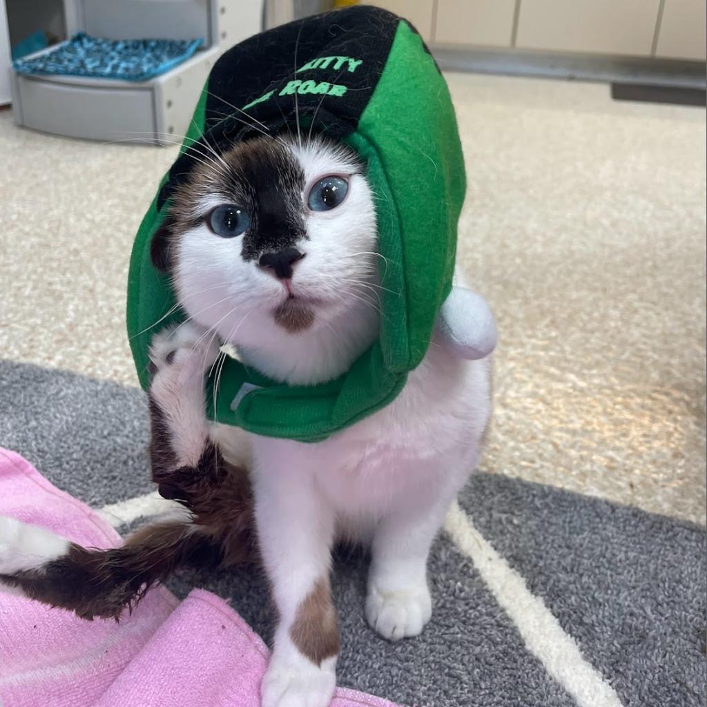 Evelyn, an adoptable Siamese, Snowshoe in Kanab, UT, 84741 | Photo Image 6