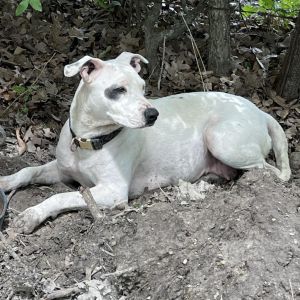 Lucy, Adult Female Mixed Breed