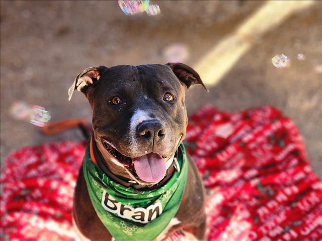 BRAN*, an adoptable Pit Bull Terrier, Labrador Retriever in Tucson, AZ, 85745 | Photo Image 1