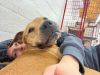 Rover- Quick to bond, easy to love