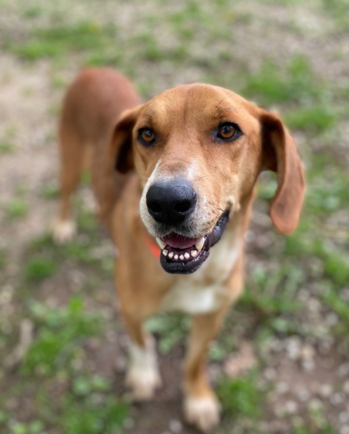 Markie, an adoptable Hound Mix in Chardon, OH_image-2