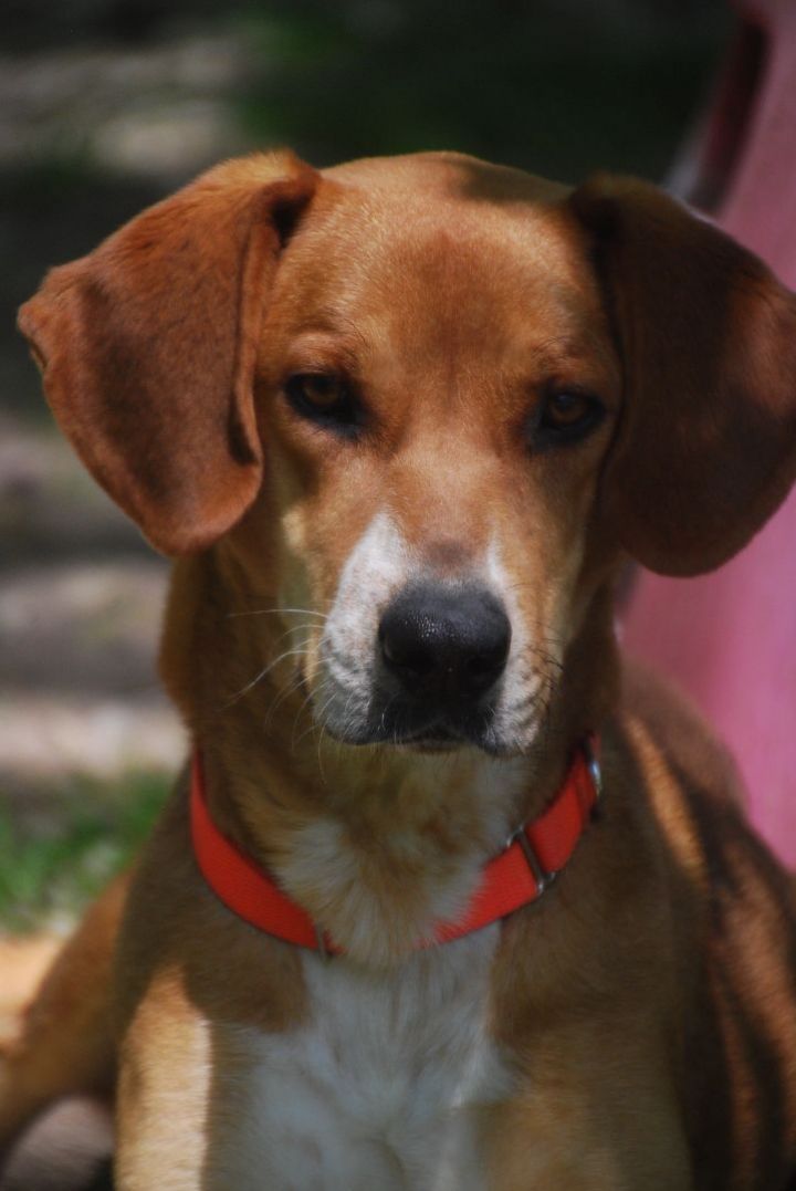 Markie, an adoptable Hound Mix in Chardon, OH_image-4