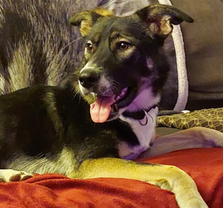 Harold, an adoptable Shepherd, Labrador Retriever in Seattle, WA, 98165 | Photo Image 1