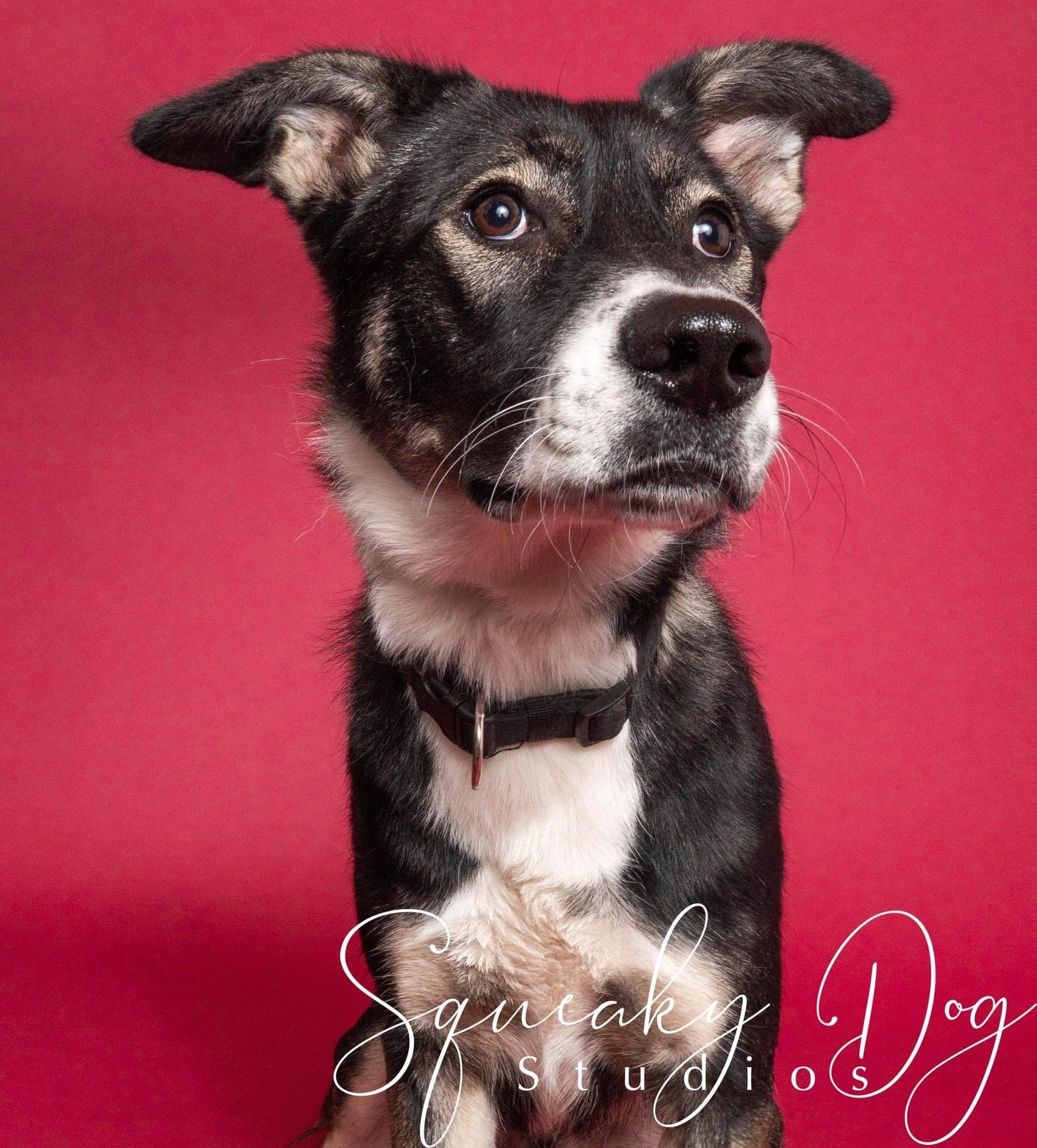 Harold, an adoptable Shepherd, Labrador Retriever in Seattle, WA, 98165 | Photo Image 1