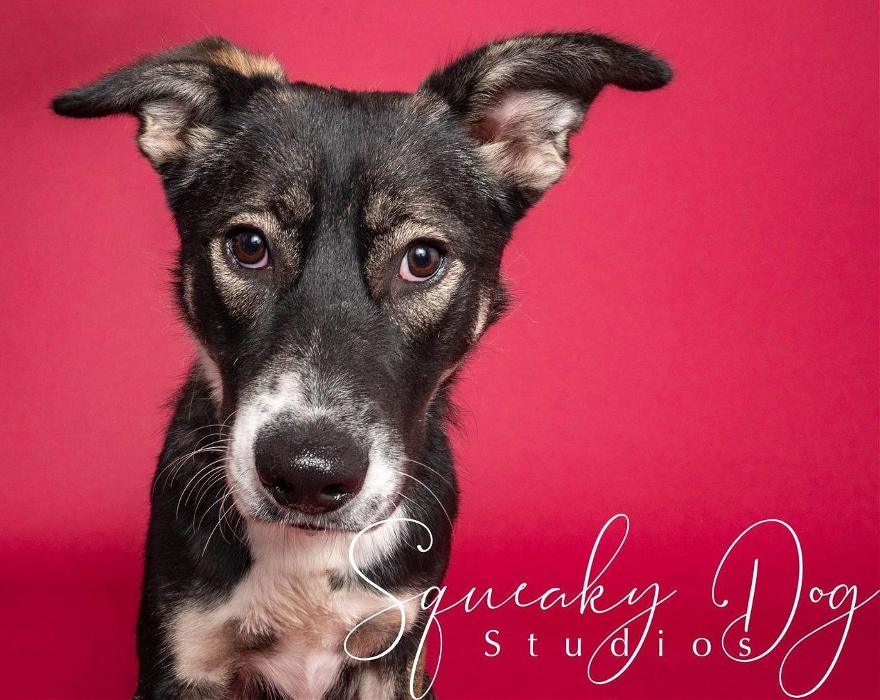 Harold, an adoptable Shepherd, Labrador Retriever in Seattle, WA, 98165 | Photo Image 2