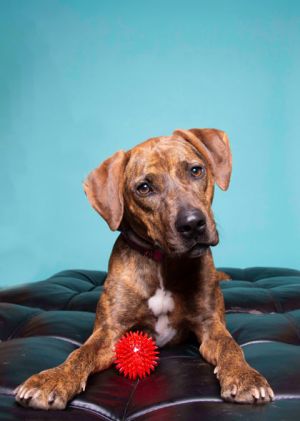 Meet the puppies from AHeinz57 Pet Rescue in De Soto