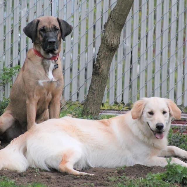 Gracie and Poppy 