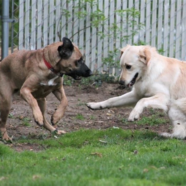 Gracie and Poppy , an adoptable Golden Retriever & Great Dane Mix in Kentwood, MI_image-6