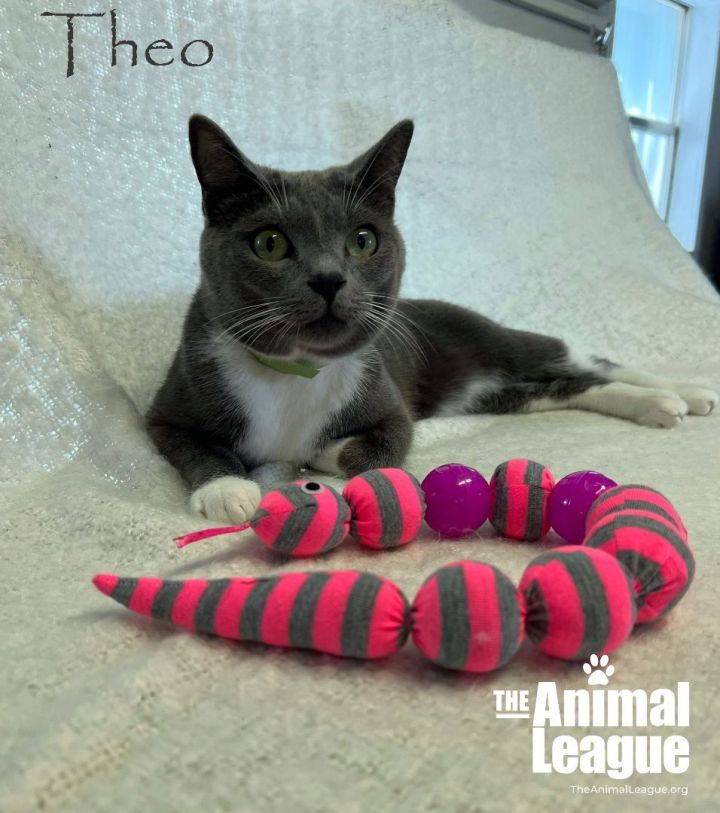 Theo, an adoptable Russian Blue & Domestic Short Hair Mix in Clermont, FL_image-5