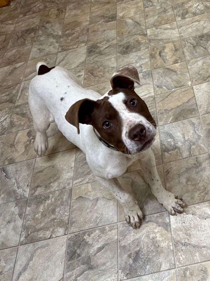 Pointer boston hot sale terrier mix