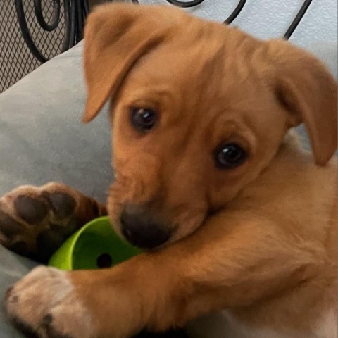 Buster
