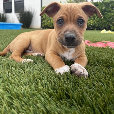 Bowser