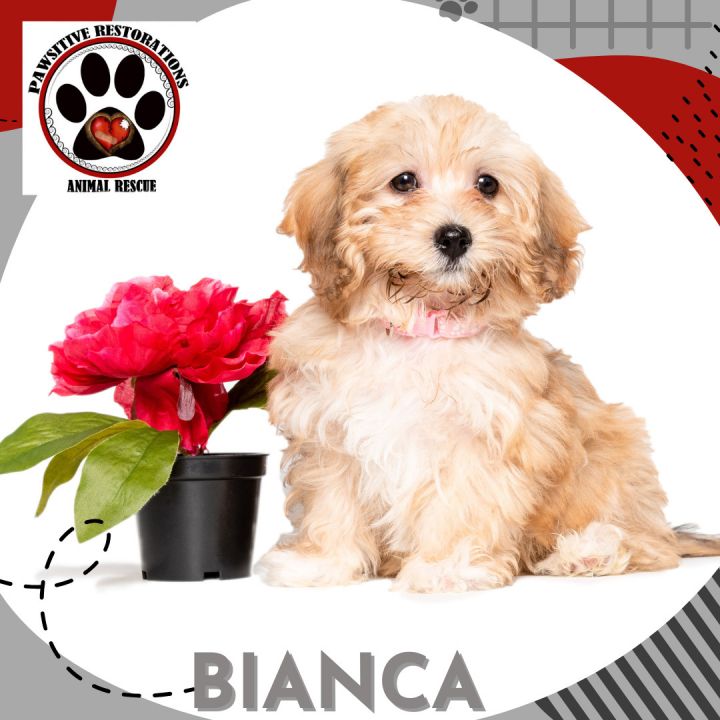 BIANCA, an adoptable Miniature Poodle & Lhasa Apso Mix in Aurora, CO_image-1
