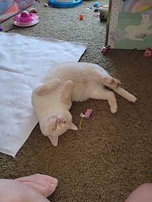 Prince 1