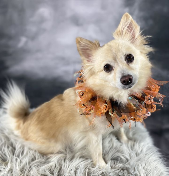 Molly, an adoptable Pomeranian in Garland, TX_image-1