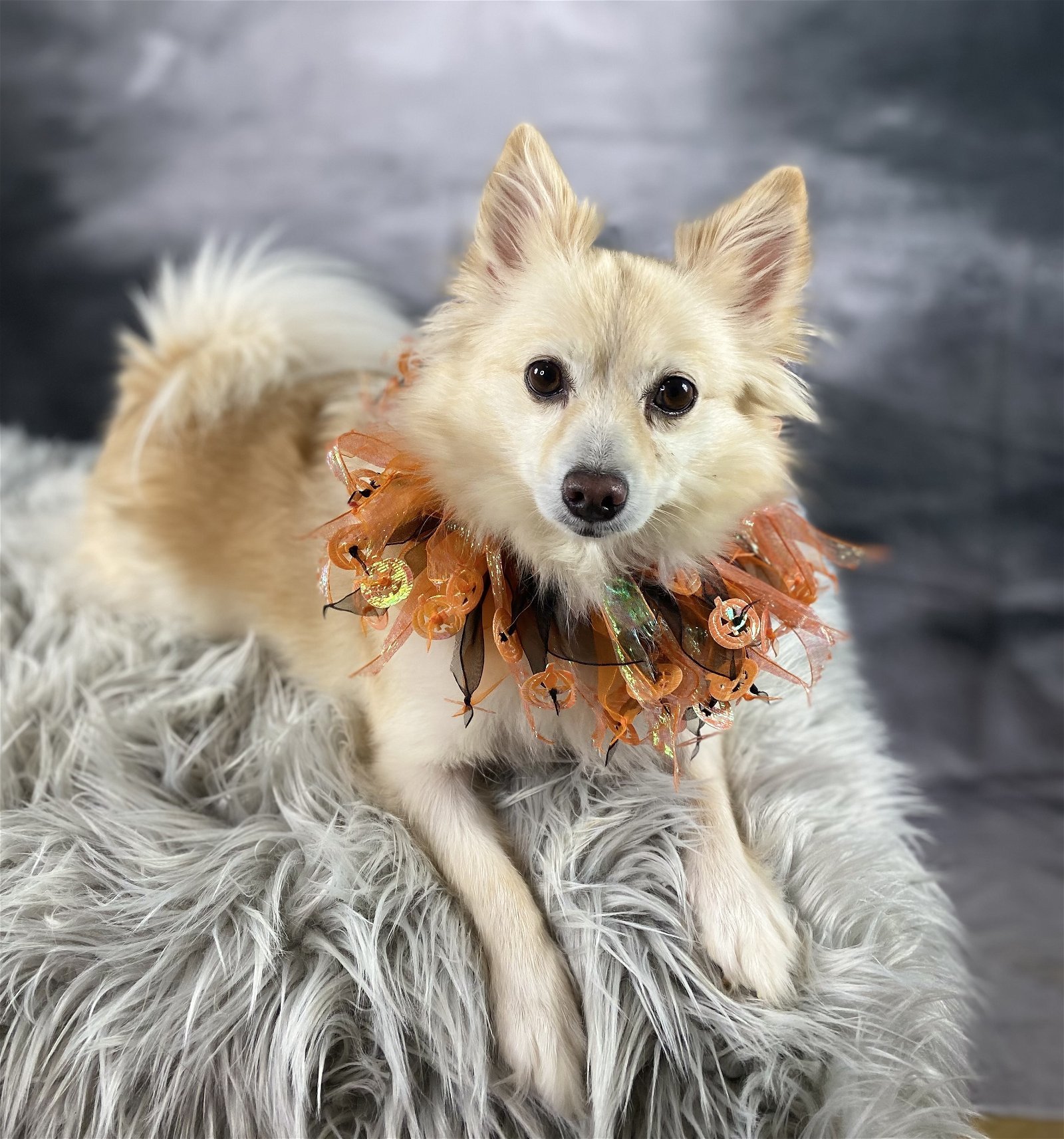 Molly, an adoptable Pomeranian in Garland, TX, 75040 | Photo Image 2