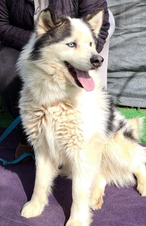 bernese mountain dog malamute mix