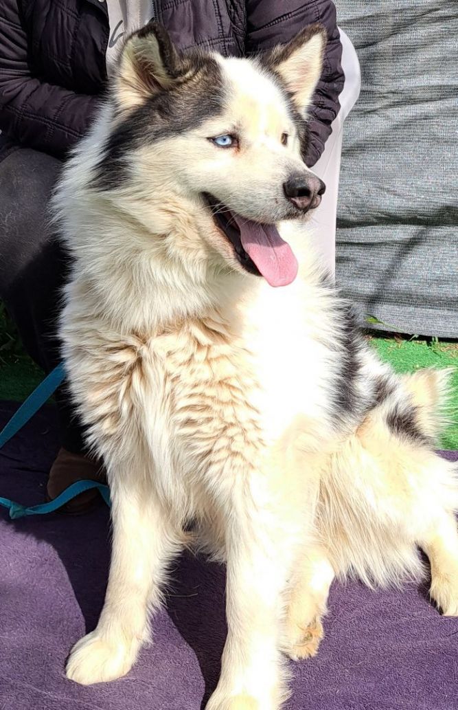 Dog for adoption - SASHA , a Siberian Husky & Klee Kai Mix in Yucca Valley,  CA