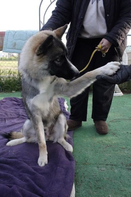 ONYX, an adoptable Siberian Husky in Valencia, CA_image-2