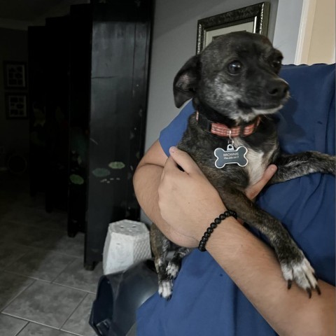 Brownie, an adoptable Chihuahua & Terrier Mix in Midland, TX_image-2